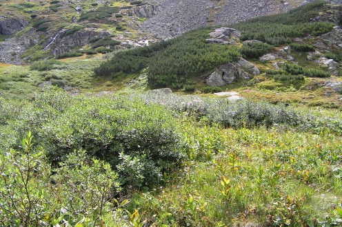 Salix phylicifolia (bay willow)