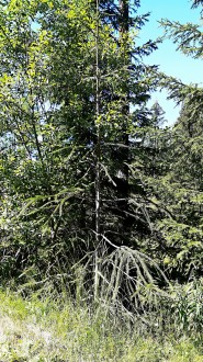 Picea abies (Norway spruce) - form Virgata, Kôprová dolina, High Tatras, approx. 1,120 m above the sea level. (8/2020),