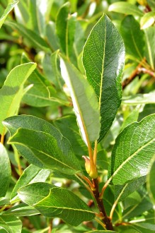 Salix phylicifolia (bay willow) - buds