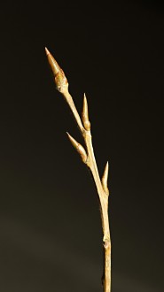 Populus nigra (Black poplar) - leaf buds