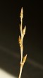 Populus nigra (Black poplar) - flower buds