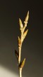 Populus nigra (Black poplar) - flower buds