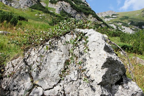 Salix alpina (Alpine willow)