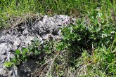 Salix alpina (Alpine willow)