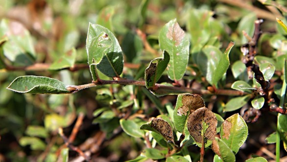 Salix alpina (Alpine willow) - annual shoots are sparsely hairy