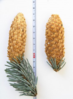 Picea punnges (Prickly spruce) - cone