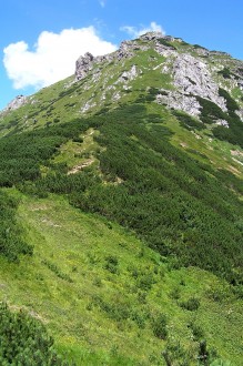 Salix alpina (Alpine willow) - subalpine zone on limestone - place of occurrence of alpine willow