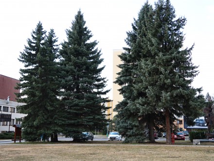 Picea pungens (Prickly spruce) - Alley formed by Prickly Spruce (Liptovský Hrádok)