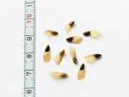 Picea pungens (Prickly spruce) - seed