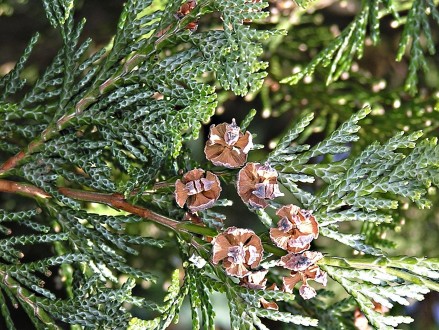 Chamaecyparis lawsoniana (Lawson cypress) - cone