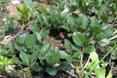 Salix alpina (Alpine willow) - shrub with leaves