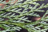 Chamaecyparis lawsoniana (Lawson cypress) - on the underside, the silvery rimmed edges of the scale leaves form an X pattern