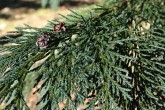 Chamaecyparis lawsoniana (Lawson cypress) - upper side