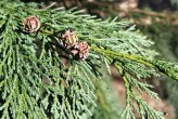 Chamaecyparis lawsoniana (Lawson cypress) - cone