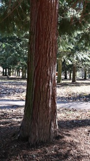 Chamaecyparis lawsoniana (Lawson cypress) - bork