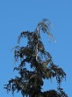 Chamaecyparis lawsoniana (Lawson cypress) - overhanging top