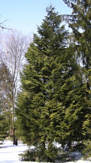 Thuja plicata (Thuja ciliate) - Hrádok arboretum