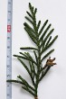 Thuja plicata (Thuja ciliate) - upper side