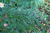 Thuja plicata (Thuja ciliate) - upper side