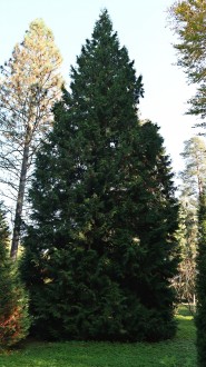 Thuja plicata (Thuja ciliate) - Hrádok arboretum (11/2020)