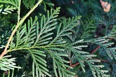 Thuja plicata (Thuja ciliate) - upper side