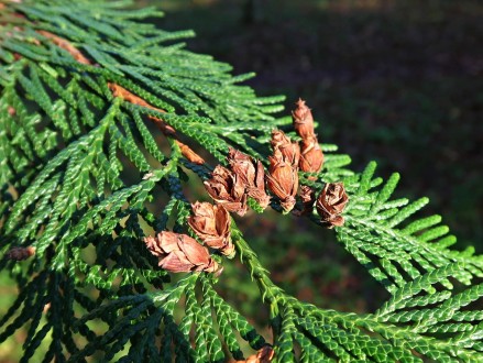 Thuja plicata (Thuja ciliate) - cones