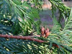 Thuja plicata (Thuja ciliate) - cones