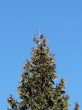 Thuja plicata (Thuja ciliate) - the terminal shoot (top) is upright