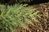 Thuja plicata (Thuja ciliate) - underside with silvery pattern