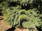 Thuja plicata (Thuja ciliate) - side branches