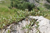 Salix alpina (Alpine willow)