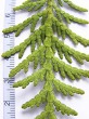 Thuja occidentalis (Western thuja) - lower side