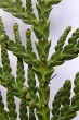 Thuja occidentalis (Western thuja) - the leaves of the middle pair have a significantly raised gland under the tip (upper side)