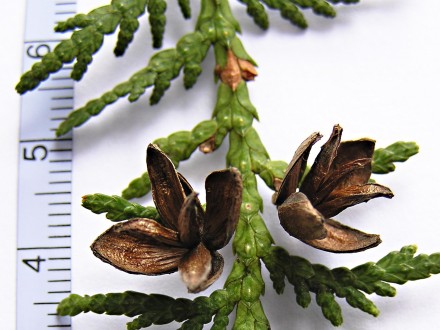 Thuja occidentalis (Western thuja) - cones