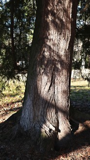 Thuja occidentalis (Western thuja) - the bork