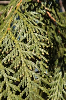 Thuja occidentalis (Western thuja) - ♂ cones, dark gray-brown, grow at the end of shoots