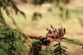 Thuja occidentalis (Western thuja) - lower side