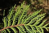 Thuja occidentalis (Western thuja) - lower side