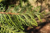 Thuja occidentalis (Western thuja) - upper side