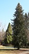 Thuja occidentalis (Western thuja) - Hrádocké Arboretum (3/2021)