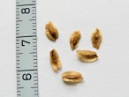 Thuja occidentalis (Western thuja) - seeds