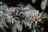 Picea pungens (Prickly spruce)