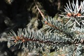 Picea pungens (Prickly spruce)