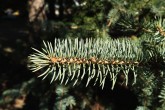 Picea pungens (Prickly spruce)