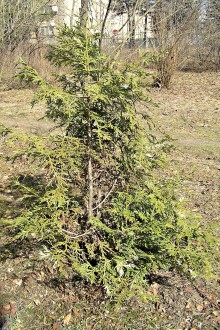 Thujopsis dolabrata (Japanese thuja) - Hrádok arboretum (3/2007)