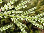 Thujopsis dolabrata (Japanese thuja) - central scales, underside