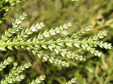 Thujopsis dolabrata (Japanese thuja) - decorative woody plant with white stripes on the underside of the scales