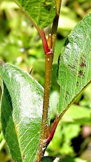 Salix alpina (Alpine willow) - buds