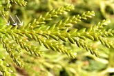 Thujopsis dolabrata (Japanese thuja) - upper side