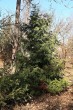 Thujopsis dolabrata (Japanese thuja) - Hrádok arboretum (3/2021)